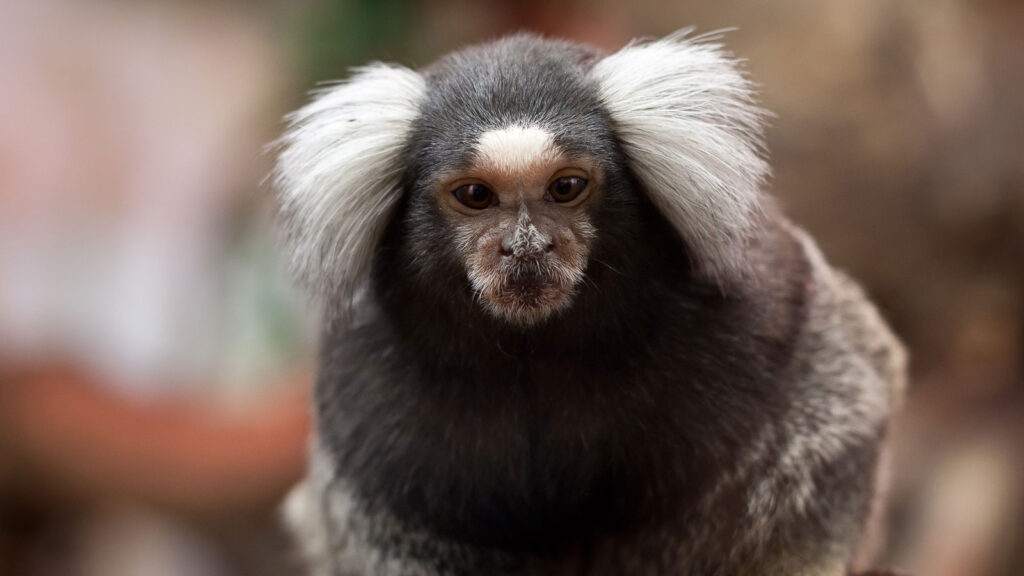 Adult Marmoset Monkey