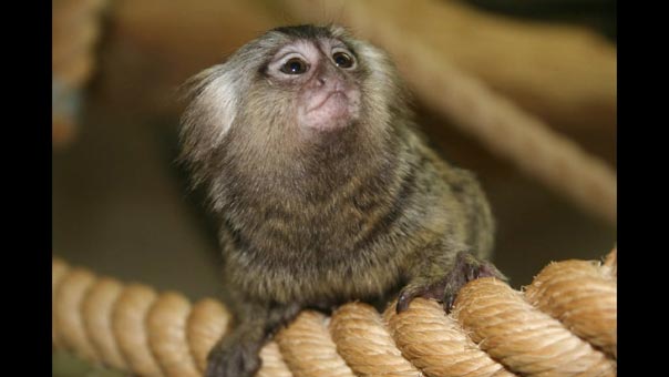 Are Marmoset Monkeys Good Pets