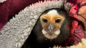 Are Marmoset Monkeys Legal In California