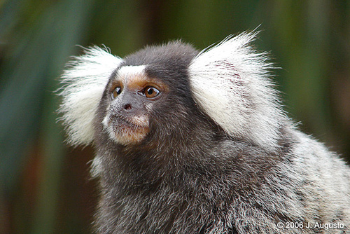 Are Marmosets Monkeys