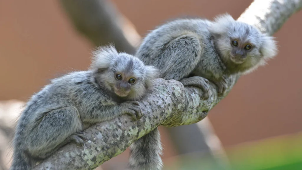 Buy A Marmoset Monkey