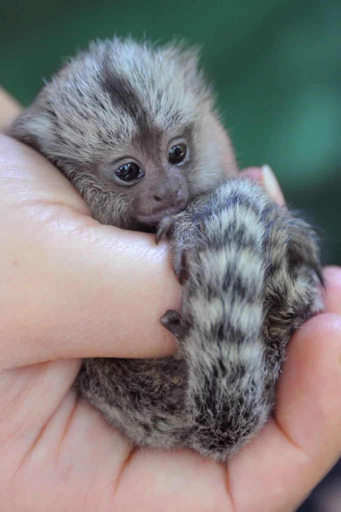 Buy Marmoset Monkey