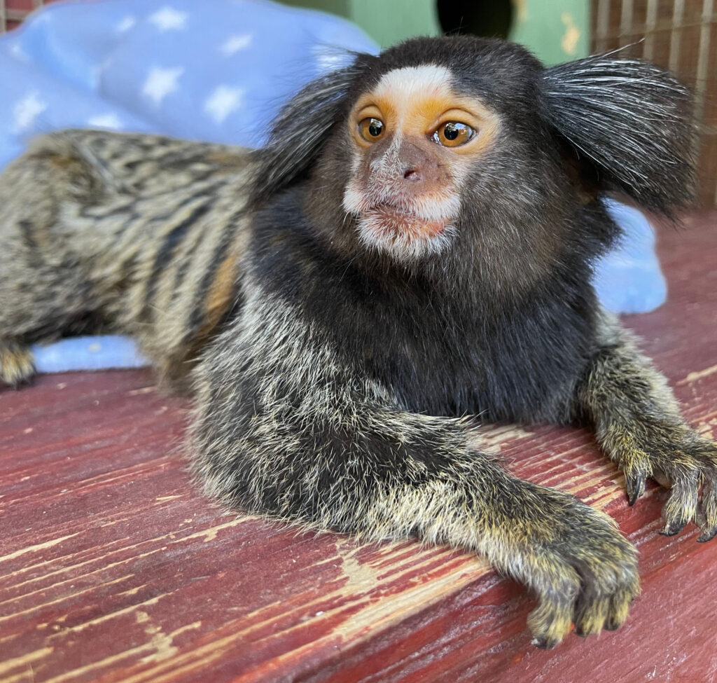 Common Marmoset Monkey