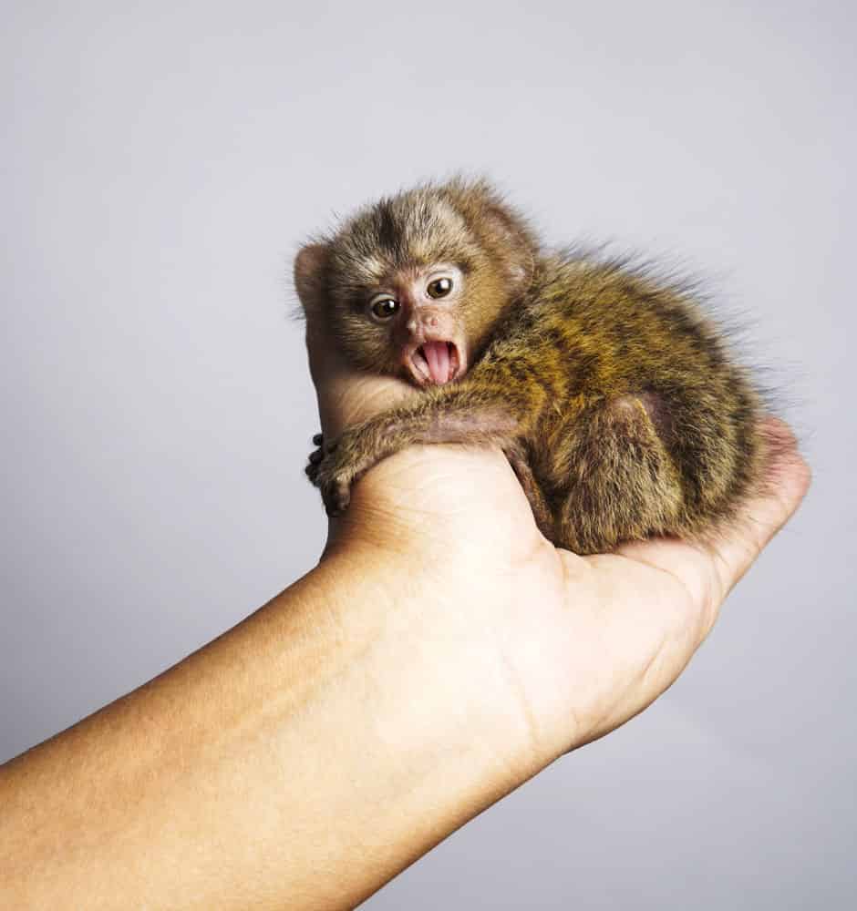 Finger Marmoset Monkeys