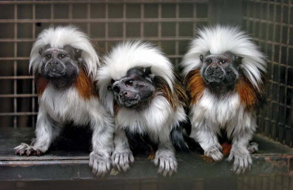 Finger Monkey Marmoset
