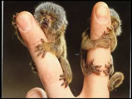 How Big Does A Marmoset Monkey get