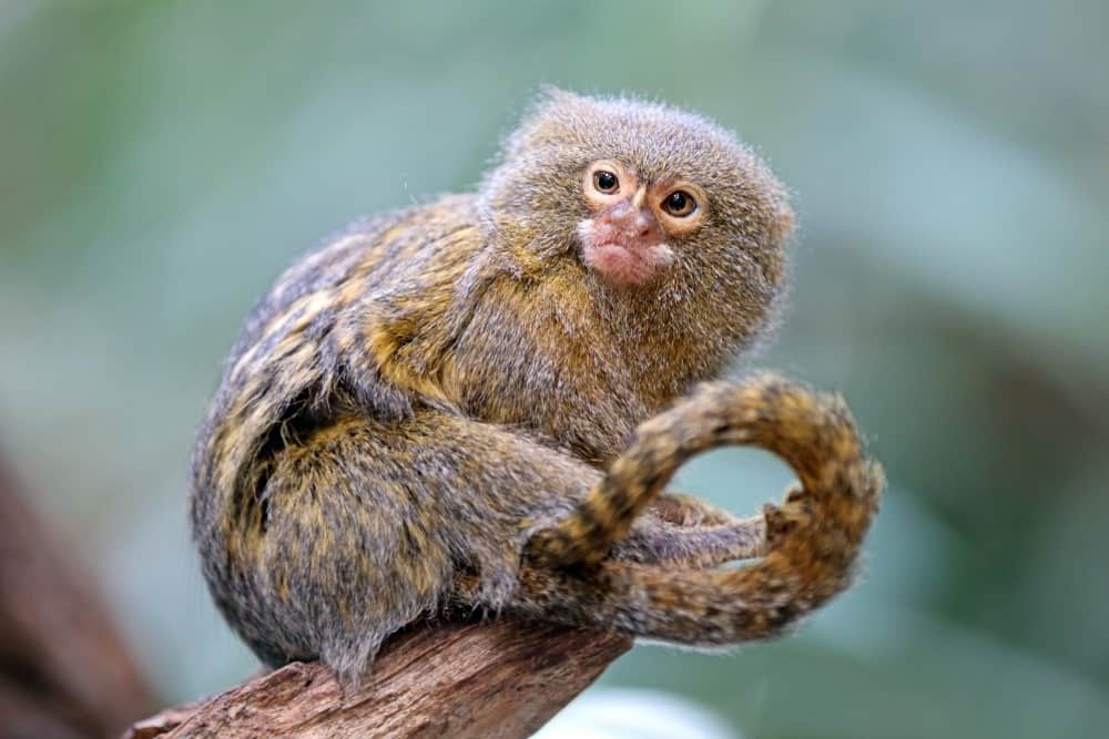 How Long Do Marmoset Monkeys Live
