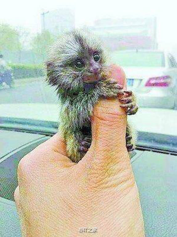 How Much Does A Pygmy Marmoset Monkey Cost