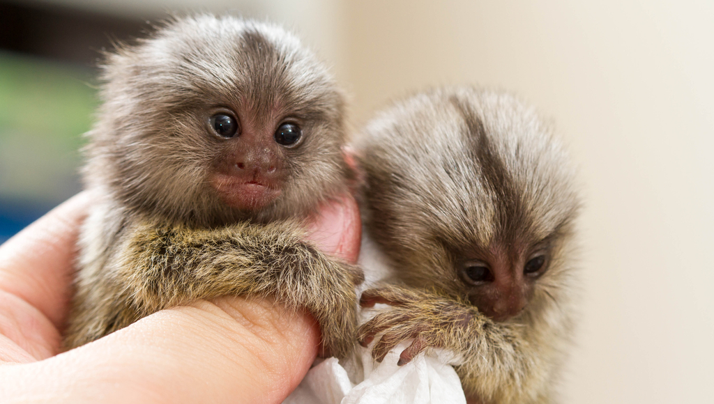 How Much Is A Pygmy Marmoset Monkey