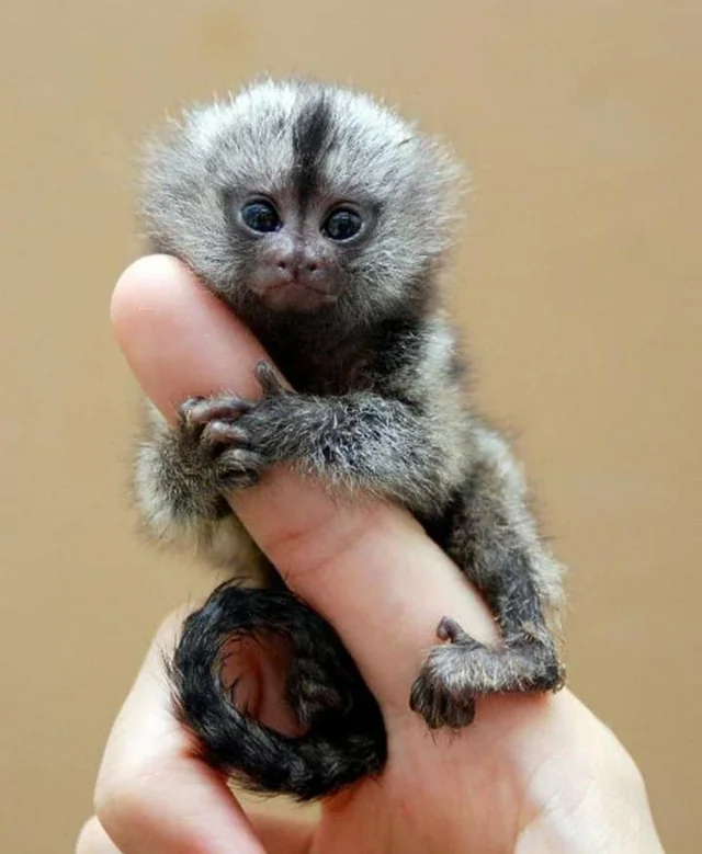Is A Marmoset A Monkey