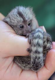 Lifespan Of A Marmoset Monkey