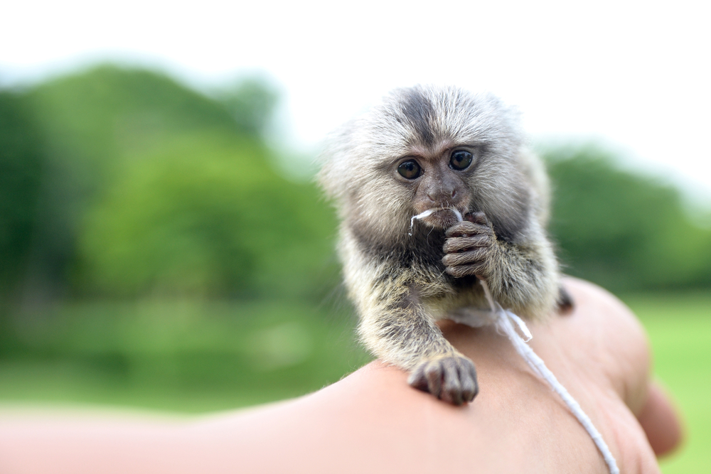 Lifespan Of A Marmoset Monkey