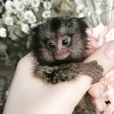 Lifespan Of Marmoset Monkey
