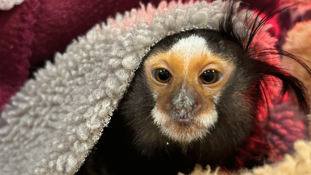 Marmoset Monkey AS Pets