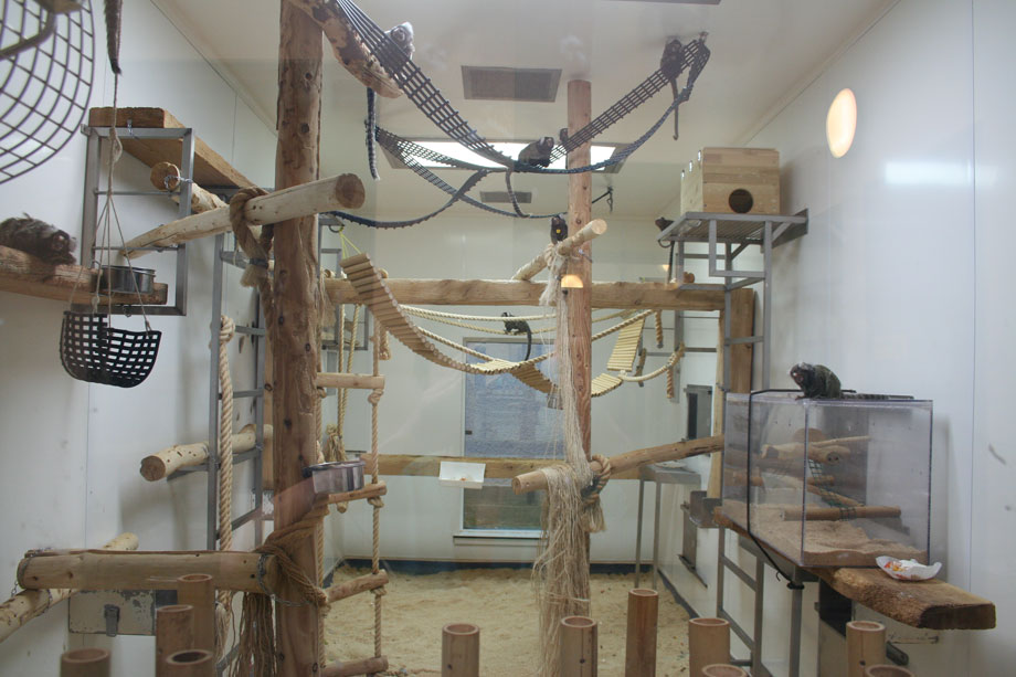 Marmoset Monkey Care