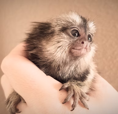 Marmoset Monkey Cost
