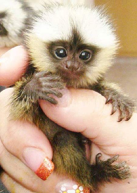 Marmoset Monkey Cute
