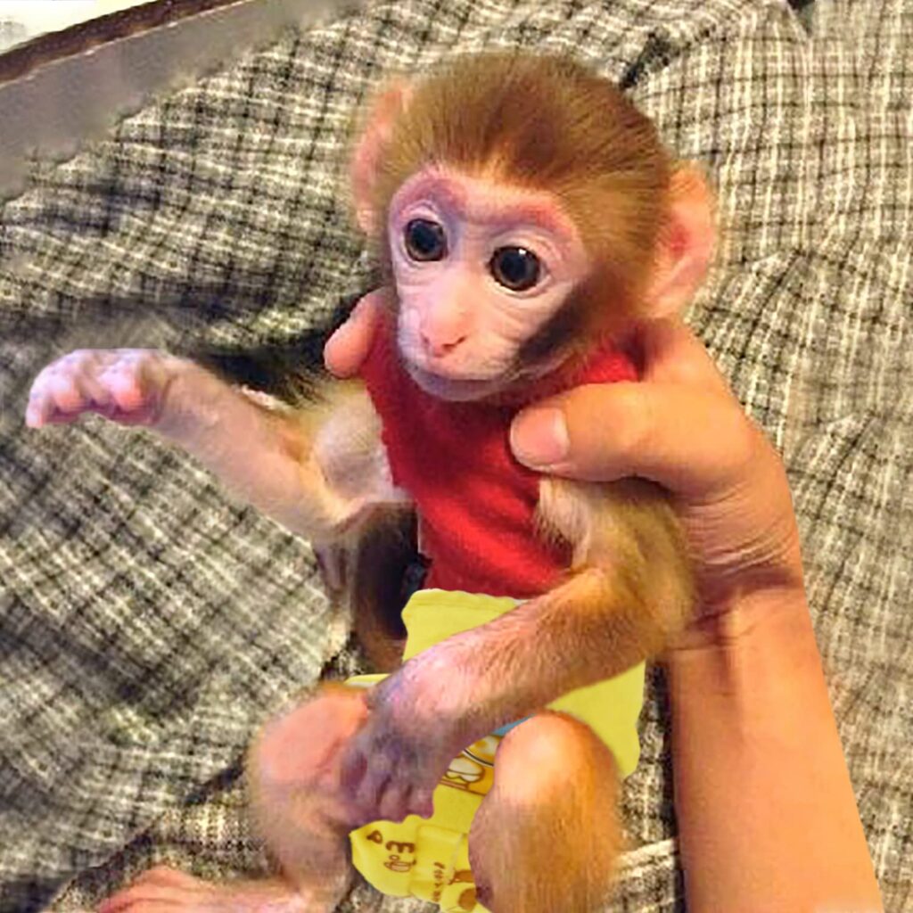 Marmoset Monkey Diapers