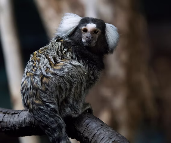 Marmoset Monkey Diet