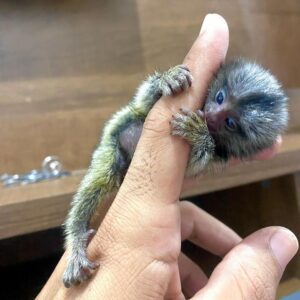 Marmoset Monkey For Sale In Ohio