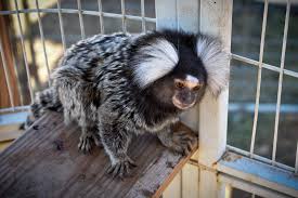 Marmoset Monkey For Sale NC