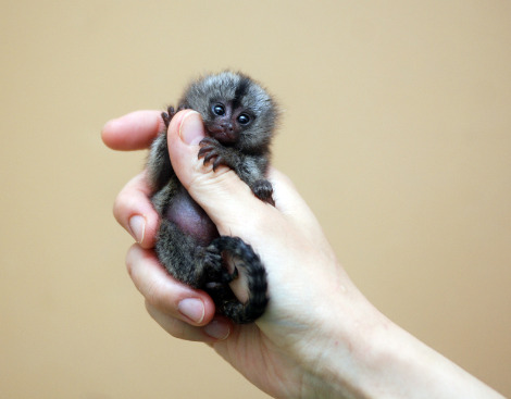 Marmoset Monkey For Sale Near Me