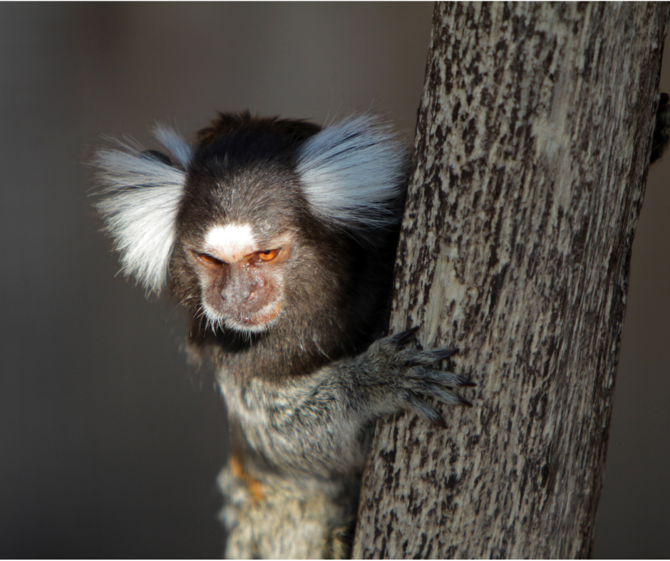 Marmoset Monkey For Sale Ohio