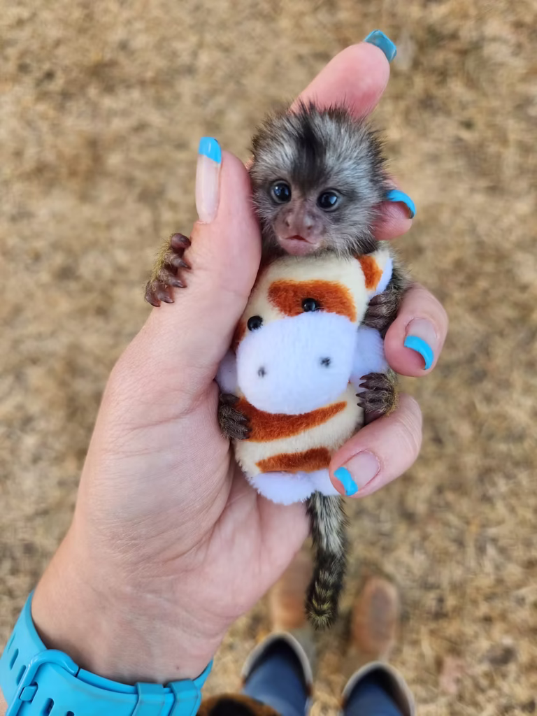 Marmoset Monkey Pet Price