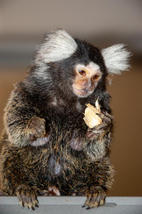 Marmoset Monkey Photos