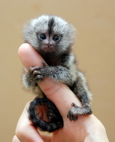 Marmoset Monkey Pics