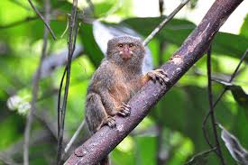 Marmoset Monkey Pygmy
