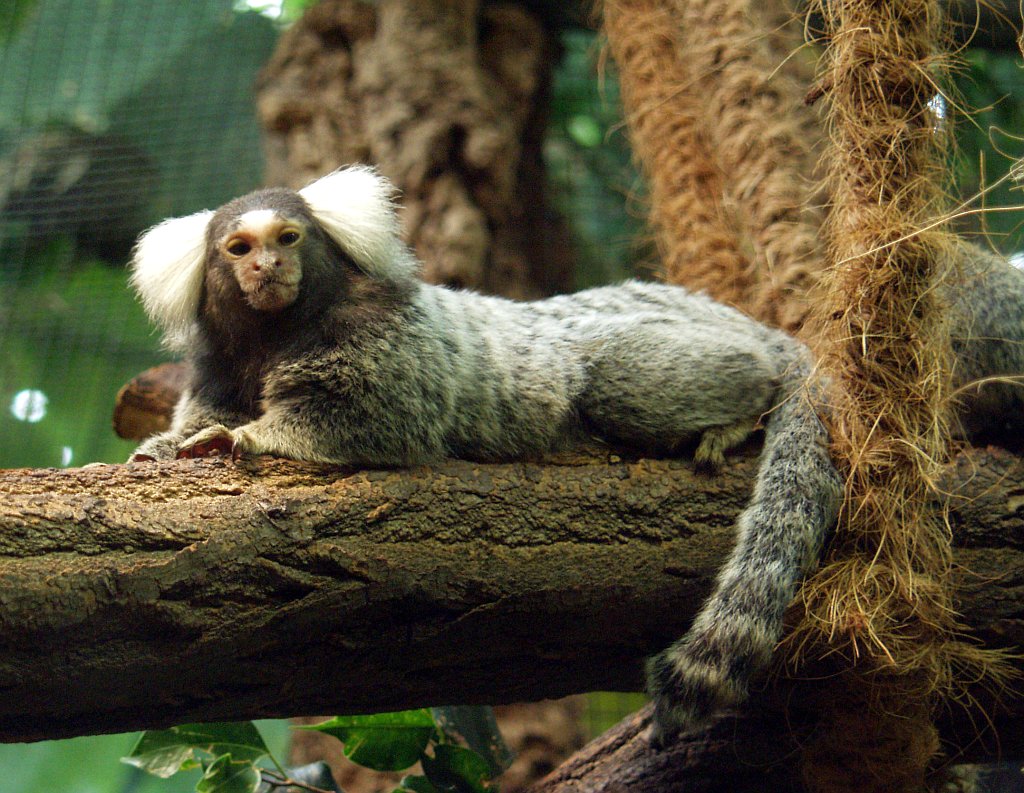 Marmoset Monkey Size
