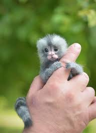 Marmoset Monkey Supplies