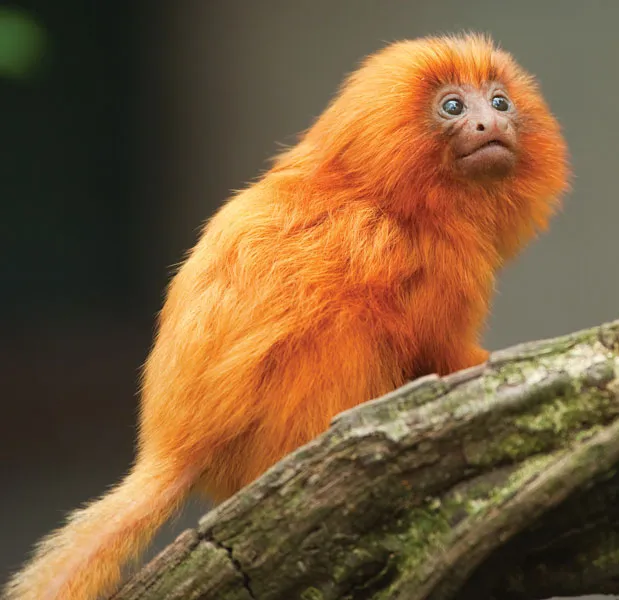 Marmoset Monkey
