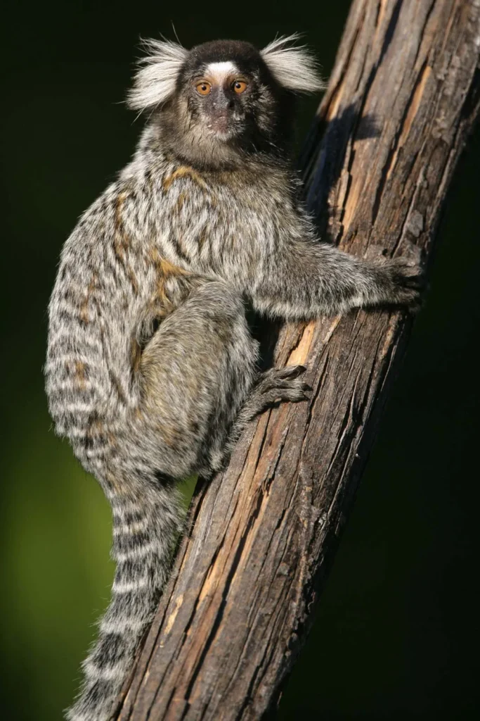 Marmoset Monkeys As Pets