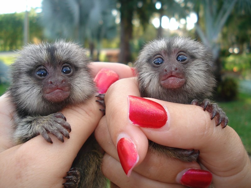 Marmoset Monkeys For Sale Florida