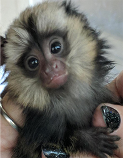 Marmoset Monkeys For Sale Near Me