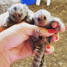 Marmoset Monkeys For Sale