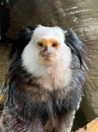 Marmosets Monkey