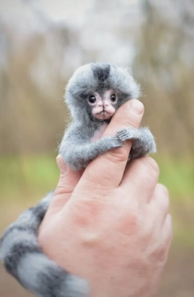 Monkey Marmoset For Sale UK