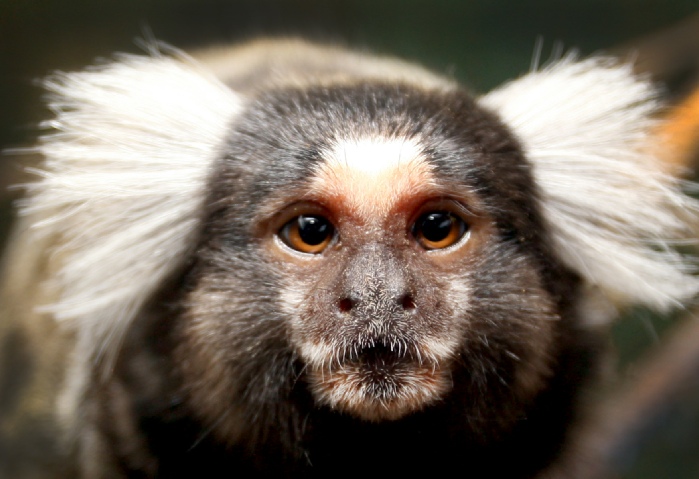 Monkey Marmoset For Sale UK