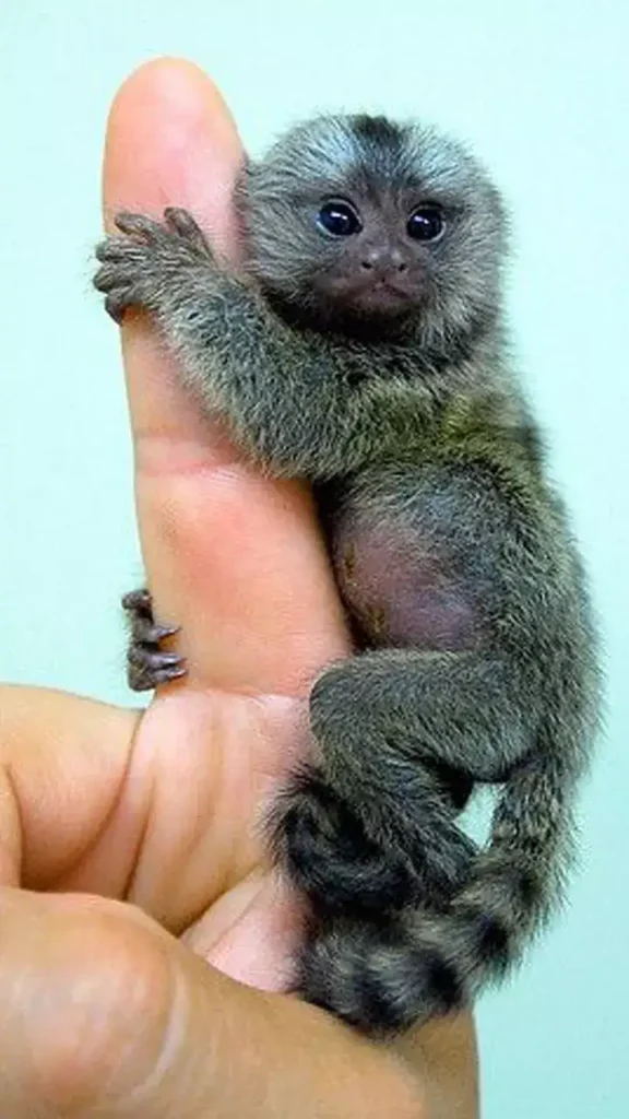 Price Of Marmoset Monkey
