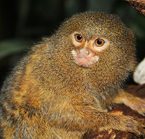 Pygmy Full Grown Marmoset Monkey