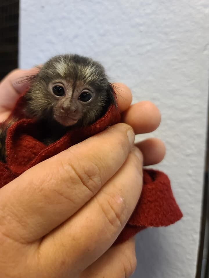 Pygmy Marmoset Monkey For Sale