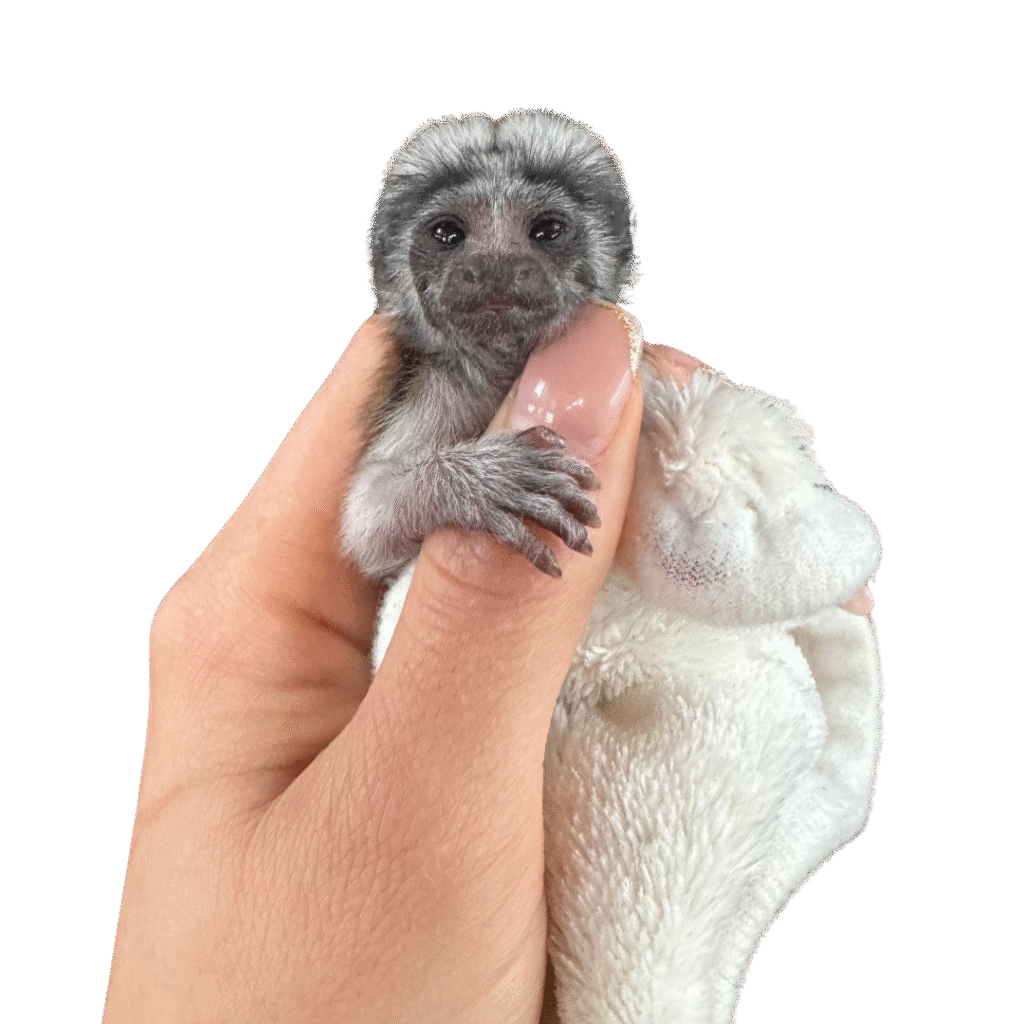 Pygmy Marmoset Monkey Price