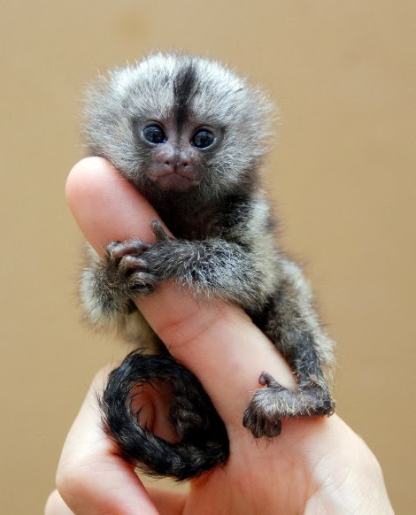Pygmy Marmoset Monkey