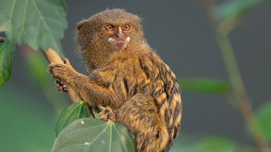 Pygmy Marmoset Monkeys