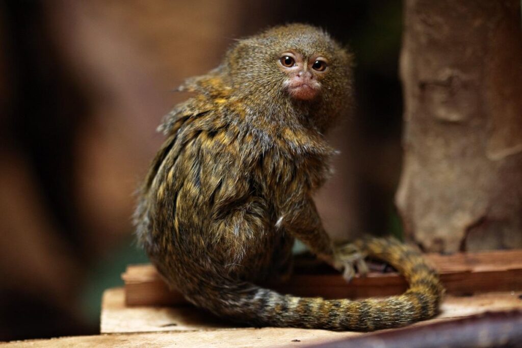 Types Of Marmoset Monkeys