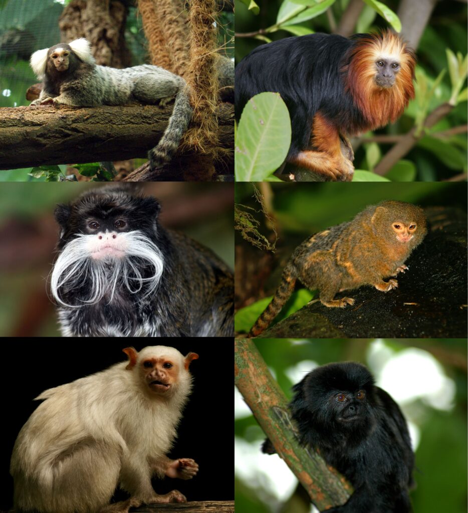 Types Of Marmoset Monkeys
