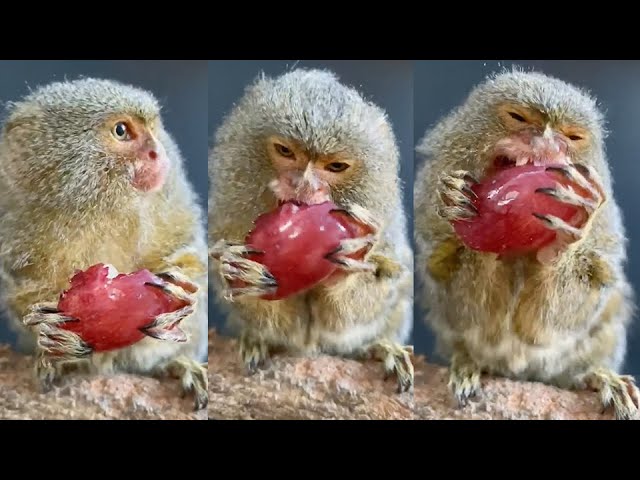 What Do Marmoset Monkeys Eat